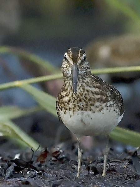 Jänkäsirriäinen, Broad-billed Sandpiper, Calidris falcinellus
